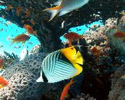 Fischschwarm