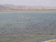 Flamingos